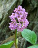 Bergenia crassifolia