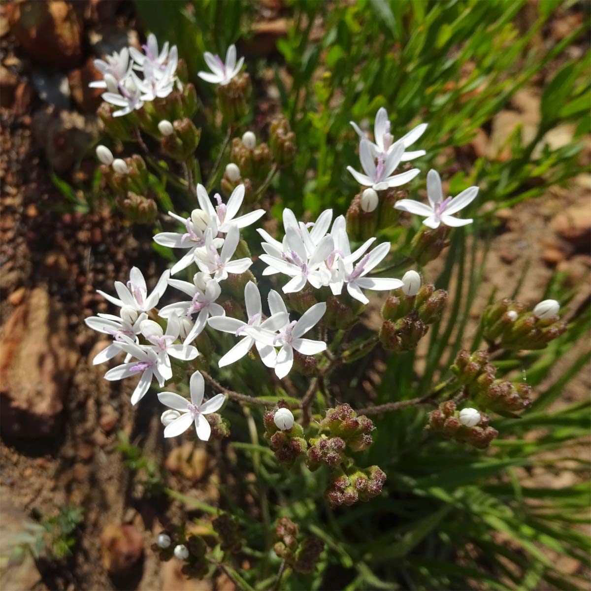 Изображение особи Corymbium villosum.