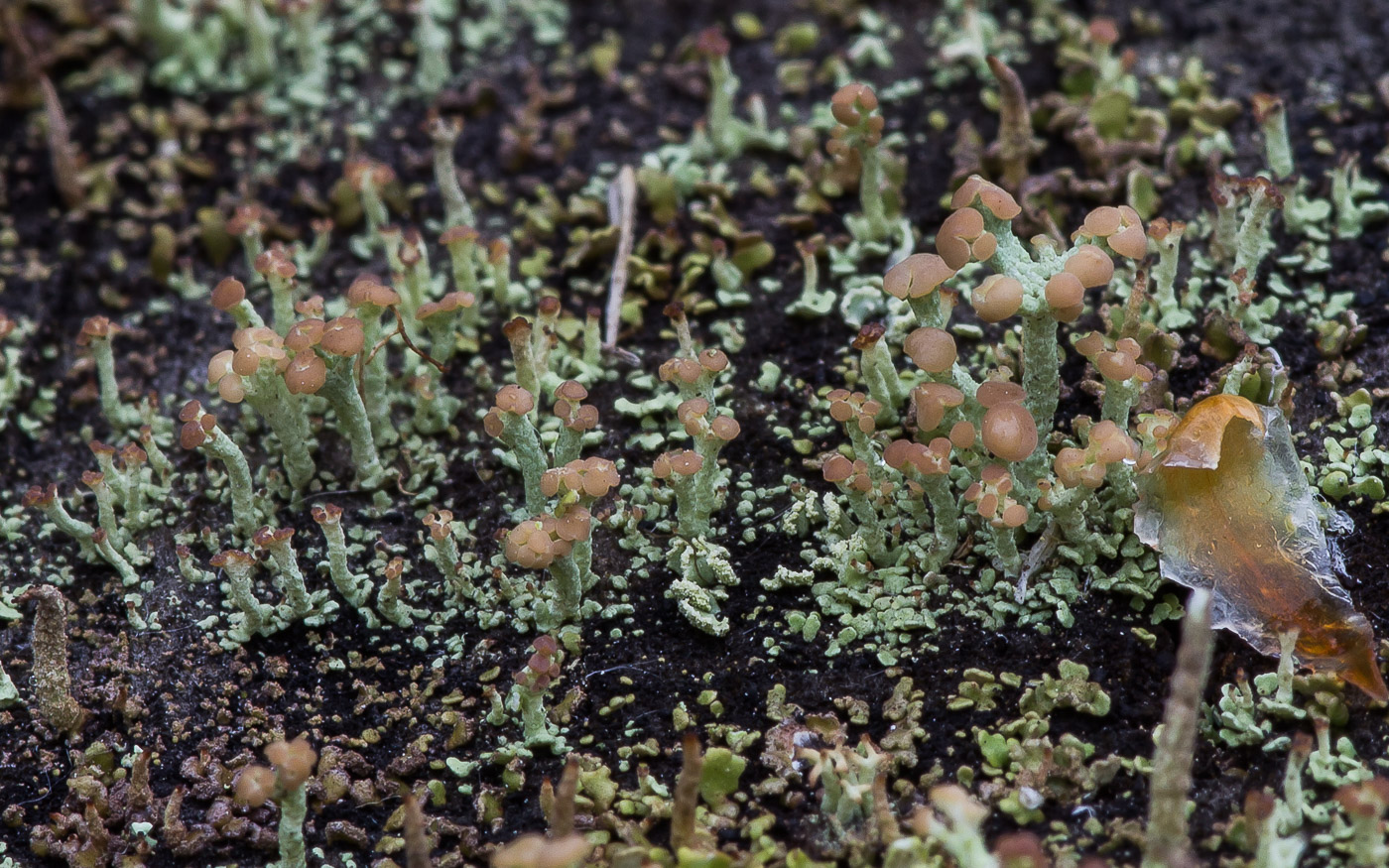 Изображение особи Cladonia botrytes.