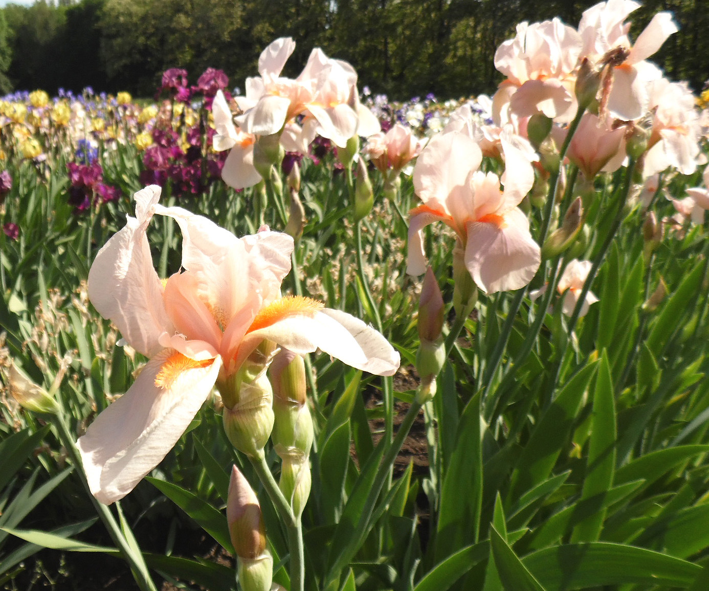 Image of Iris &times; hybrida specimen.