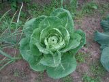 Brassica oleracea var. capitata