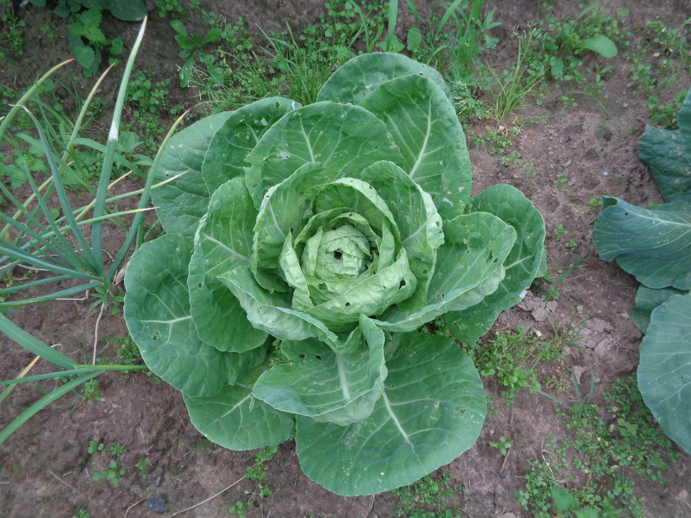 Изображение особи Brassica oleracea var. capitata.