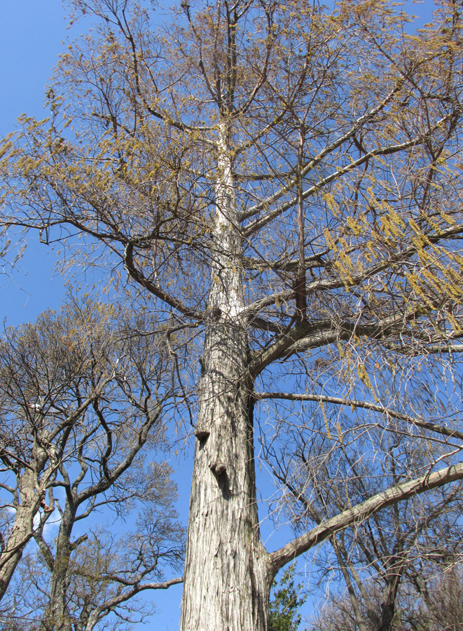 Изображение особи Taxodium distichum.