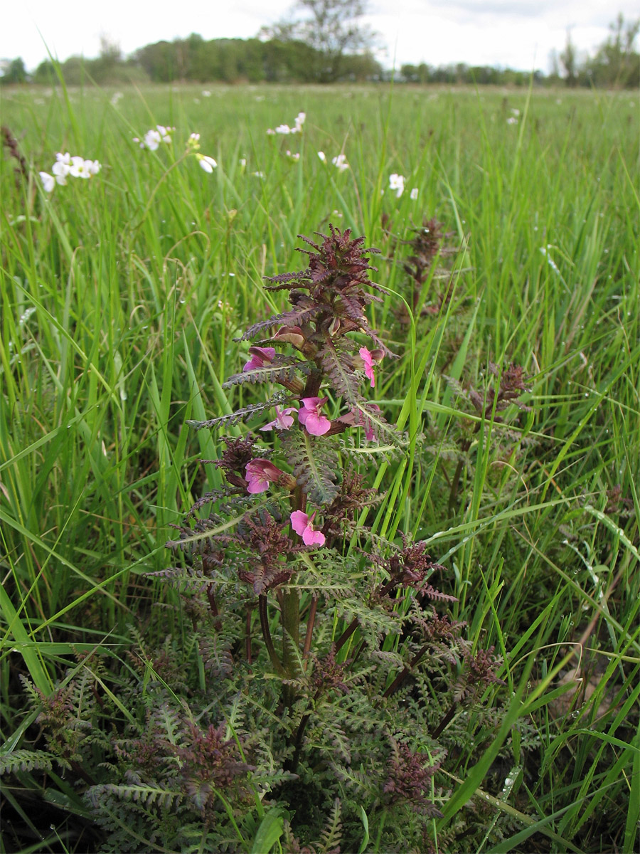 Изображение особи Pedicularis palustris.