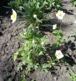 Anemone sylvestris