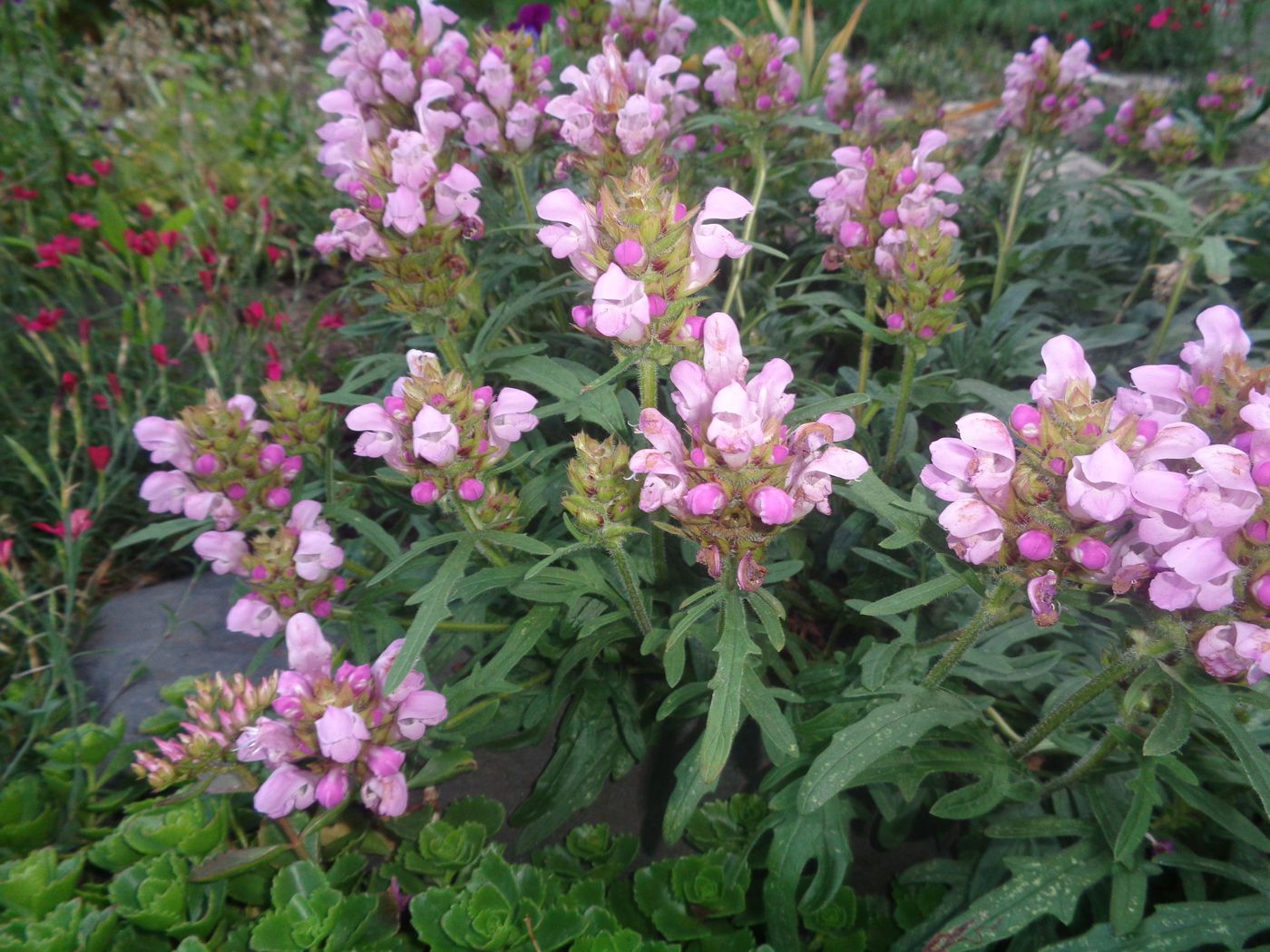 Image of genus Prunella specimen.