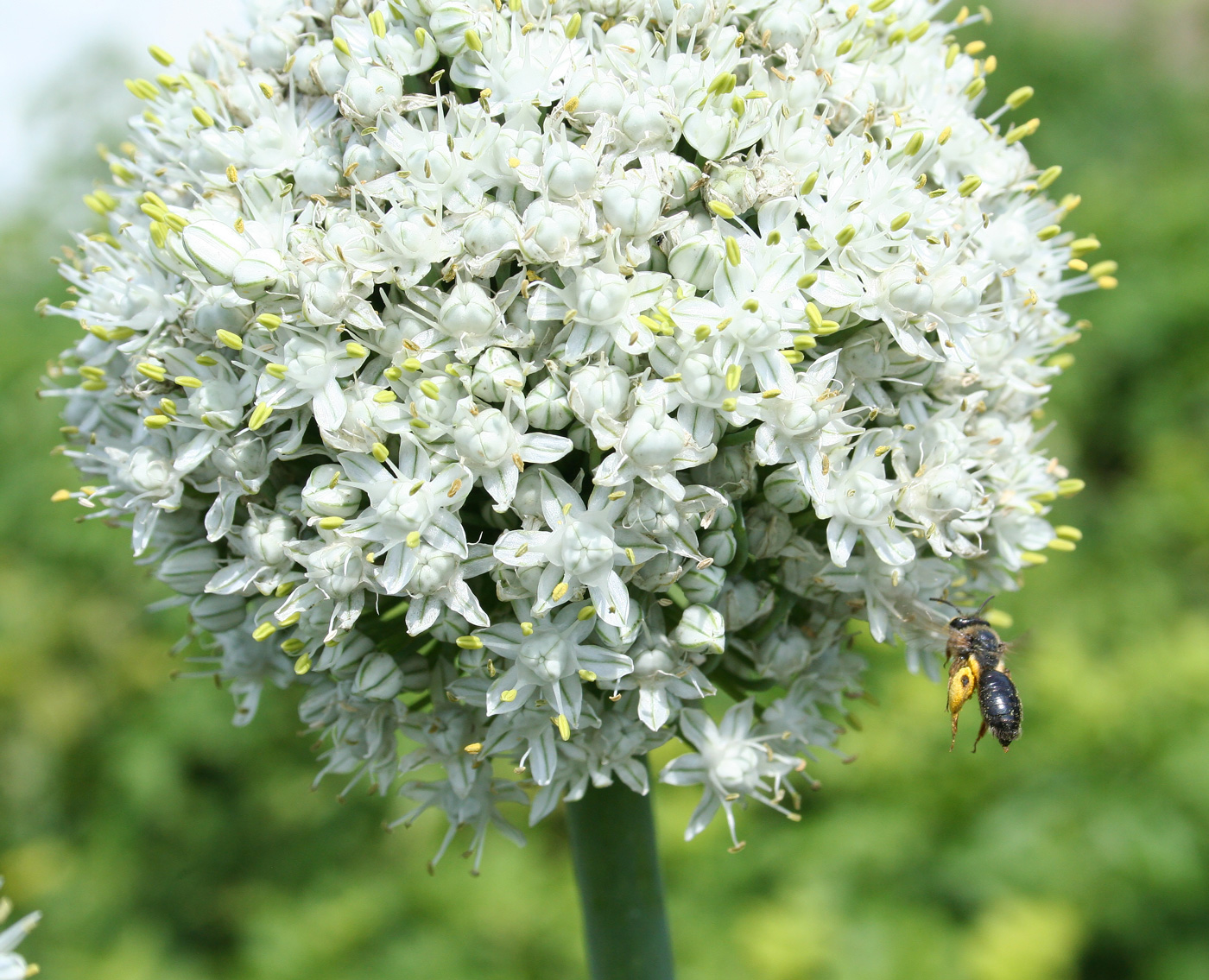 Image of Allium cepa specimen.