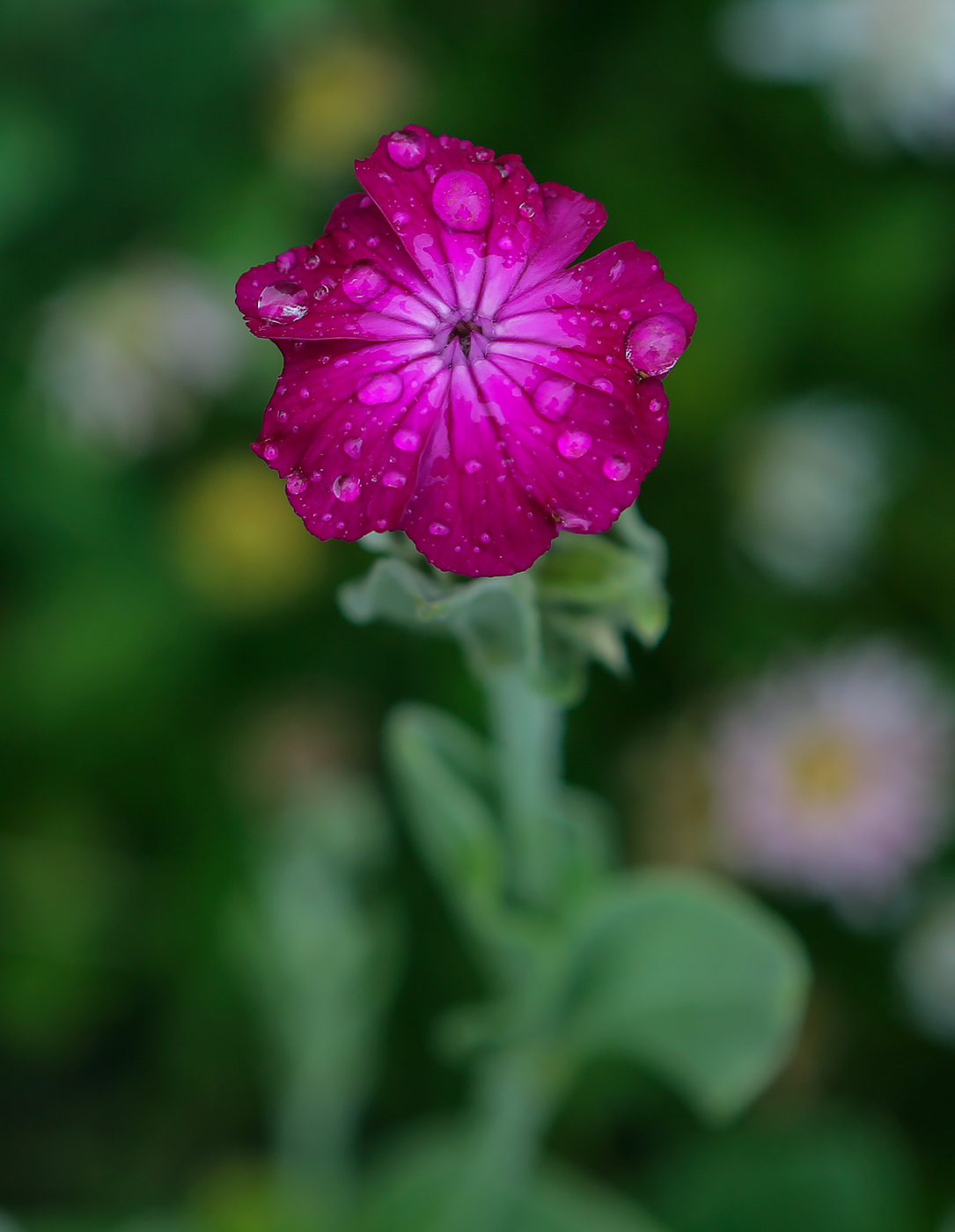 Image of Lychnis coronaria specimen.