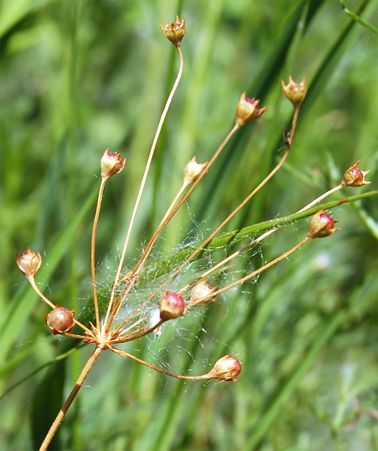 Image of Androsace septentrionalis specimen.