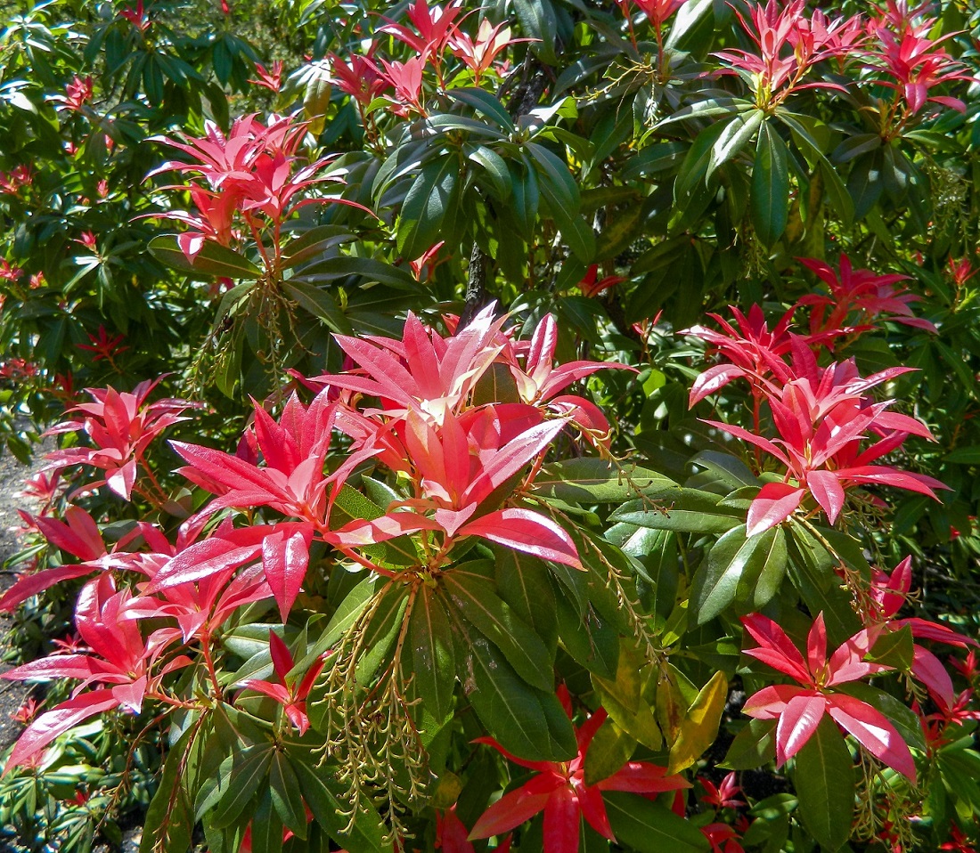 Image of Pieris formosa specimen.