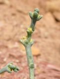 Anabasis brevifolia