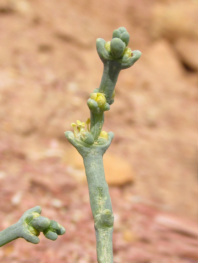 Изображение особи Anabasis brevifolia.