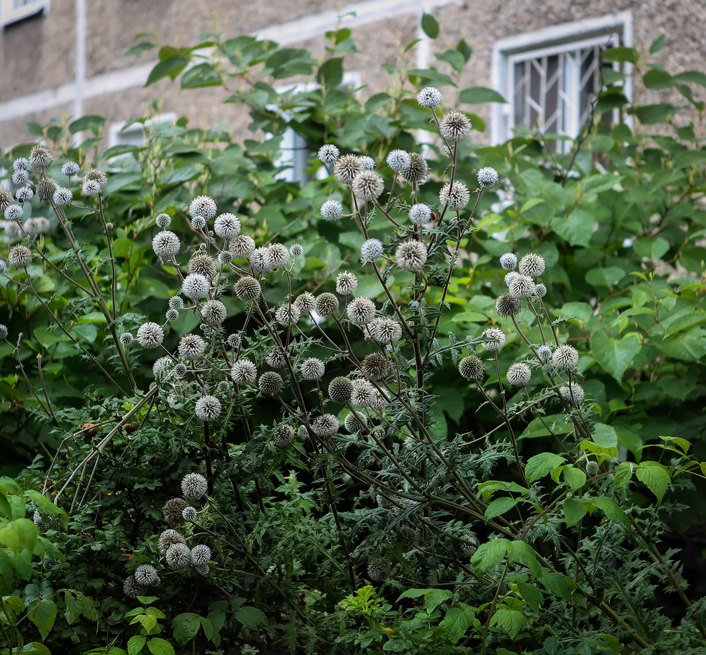 Image of Echinops sphaerocephalus specimen.