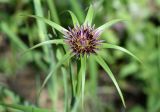 Tragopogon porrifolius subspecies longirostris. Соцветие. Узбекистан, Ташкентская обл., южный склон Чаткальского хребта, бассейн р. Ахангаран, обочина дороги по р. Каттасай между г. Янгиабад - турбазой Янгиабад. 12.05.2019.
