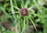 Tragopogon krascheninnikovii