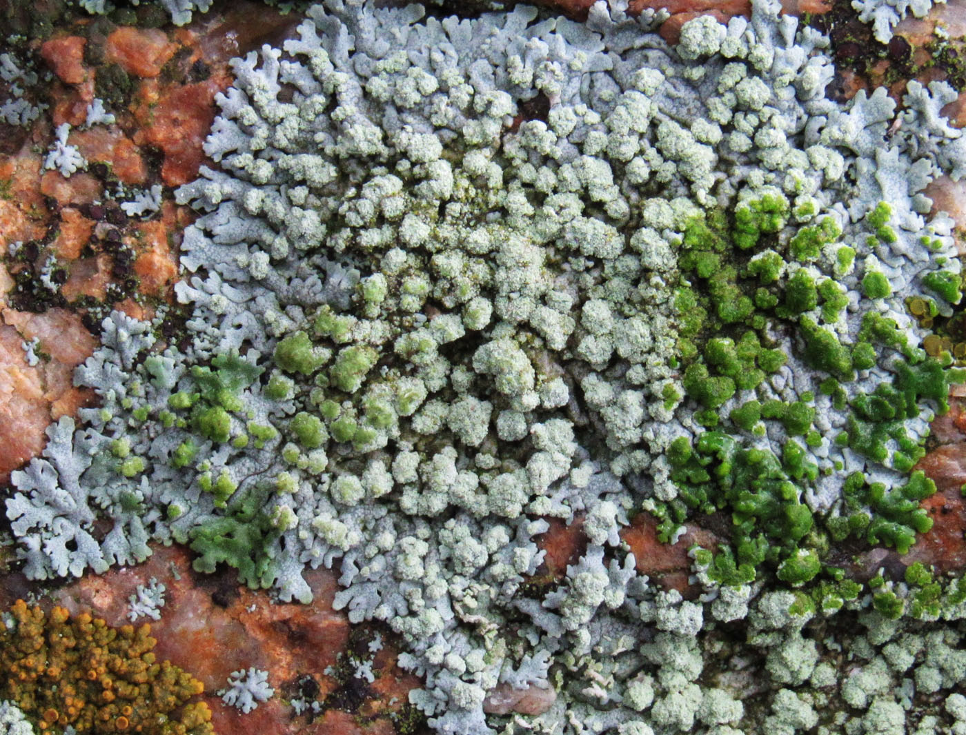 Image of Physcia erumpens specimen.