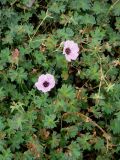 Geranium cinereum