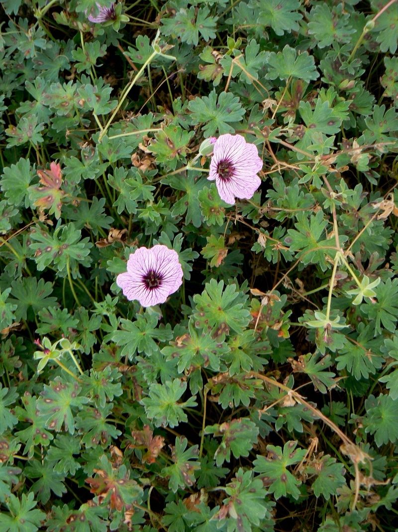 Изображение особи Geranium cinereum.