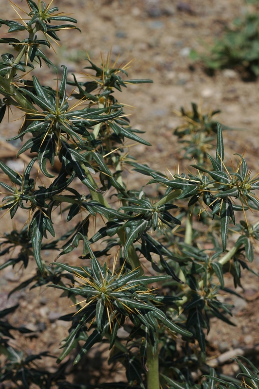 Image of Xanthium spinosum specimen.