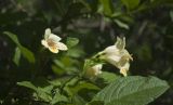 Weigela middendorffiana