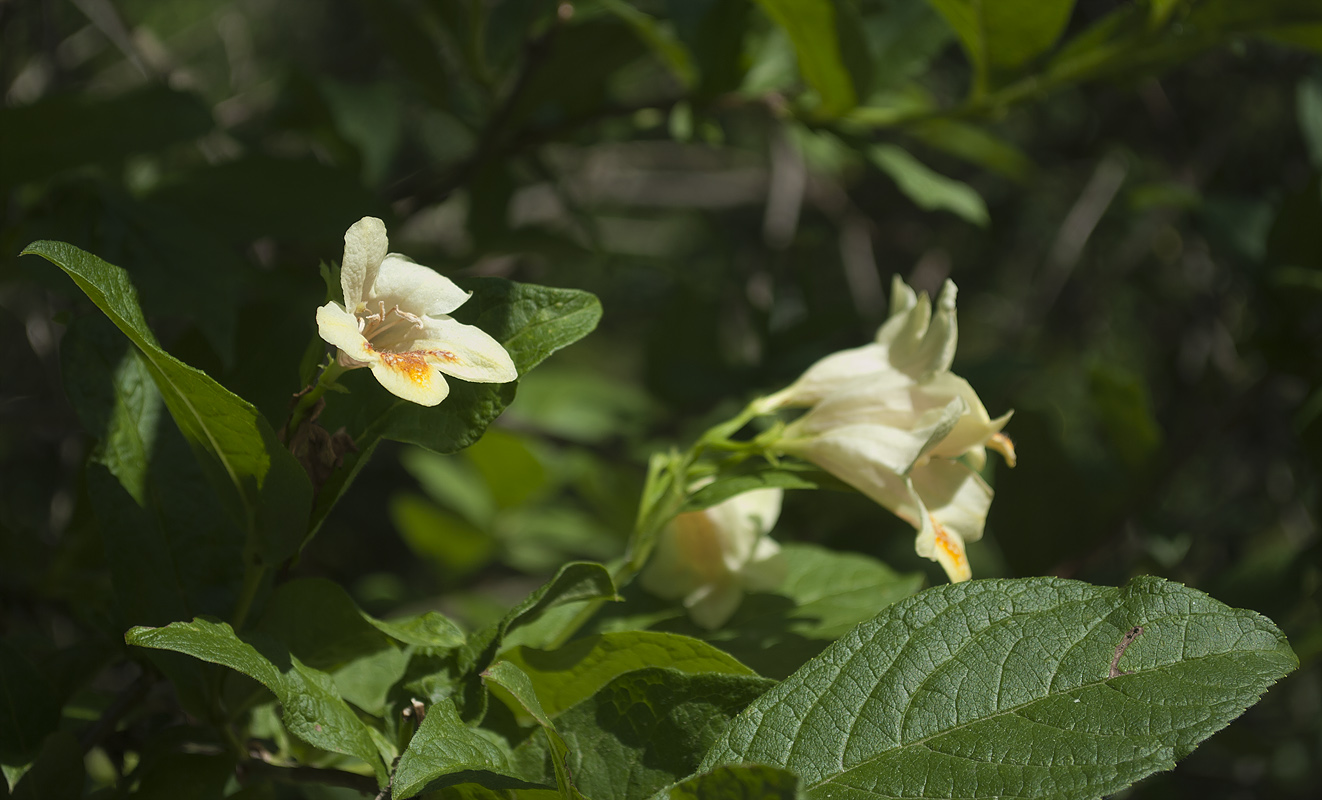 Image of Weigela middendorffiana specimen.