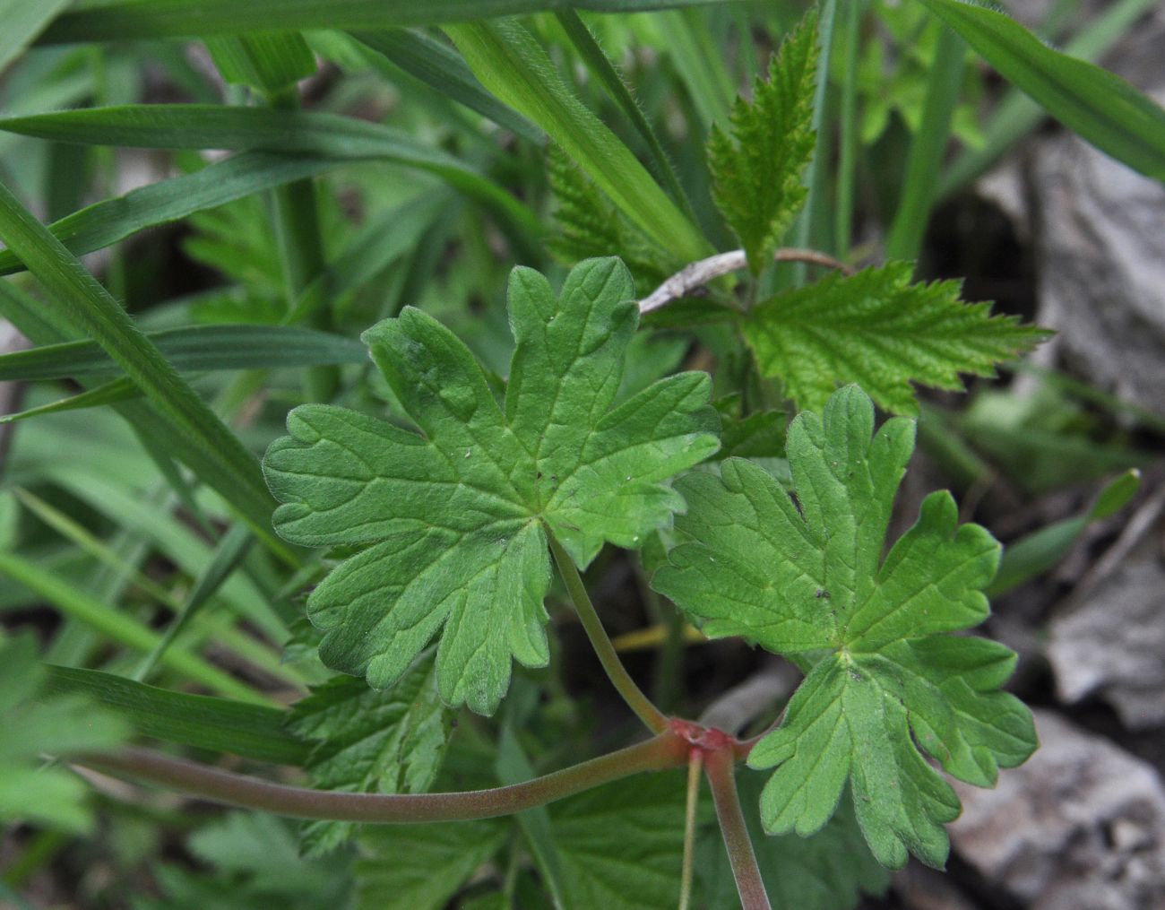 Изображение особи род Geranium.