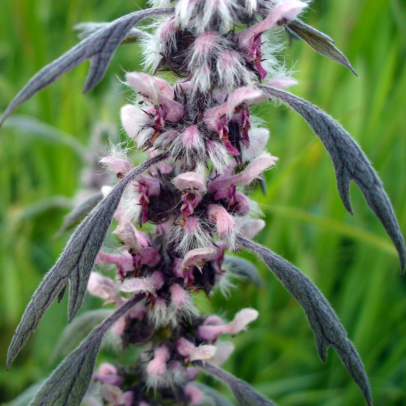 Image of Leonurus quinquelobatus specimen.