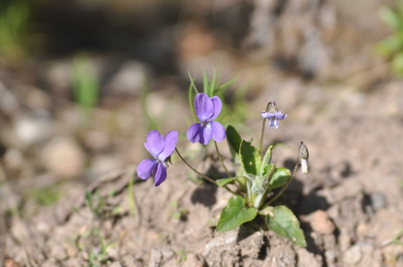 Изображение особи род Viola.