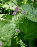 Astrantia major. Верхушка цветущего растения. Сербия, национальный парк Тара, плоскогорье Равна Тара, опушка смешанного леса. 08.07.2019.