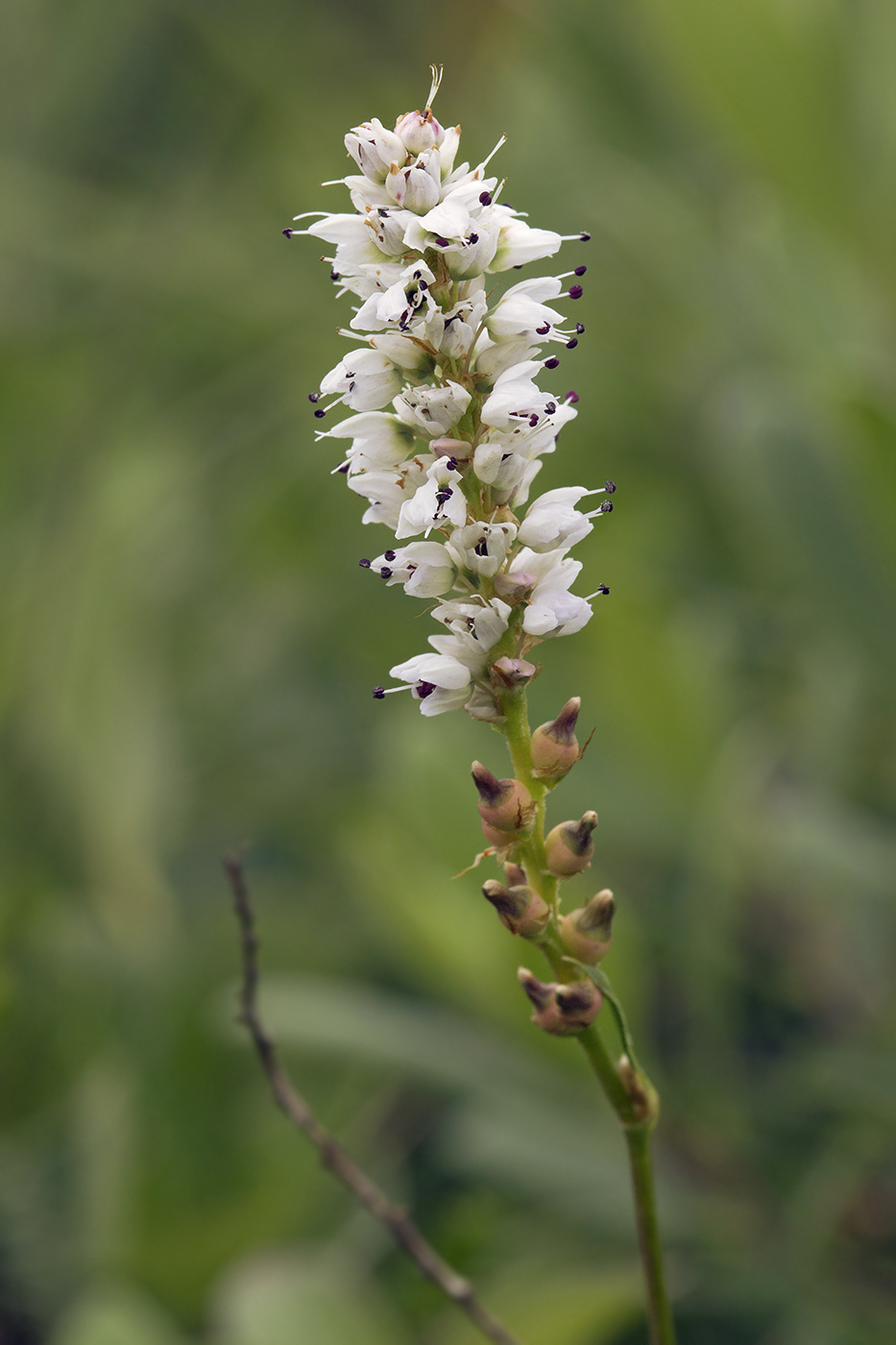 Image of Bistorta vivipara specimen.