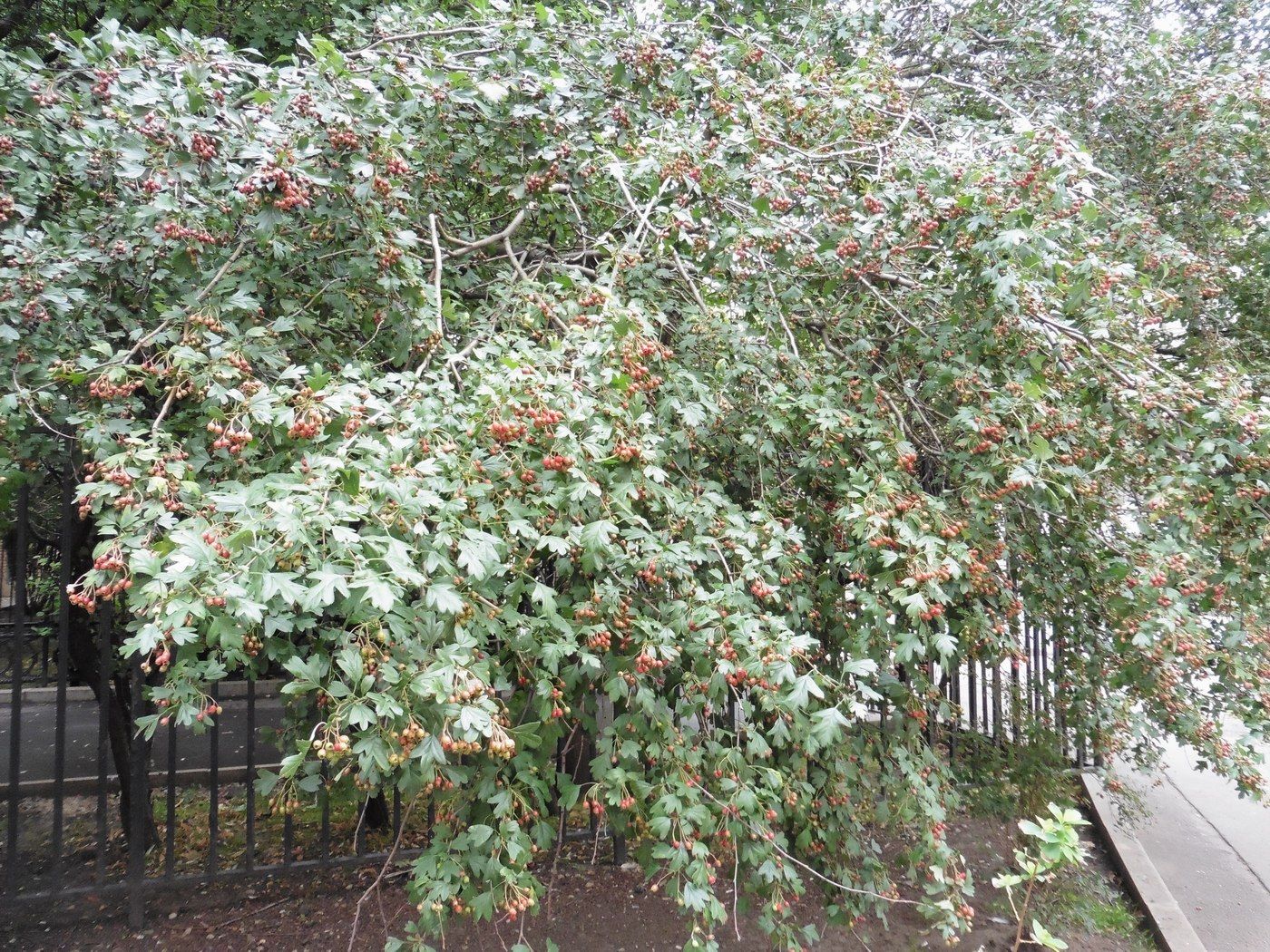 Image of genus Crataegus specimen.