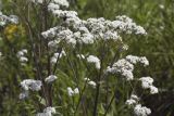 Valeriana officinalis