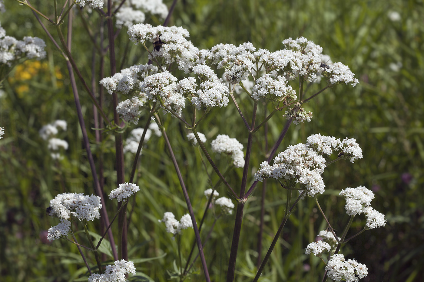 Изображение особи Valeriana officinalis.