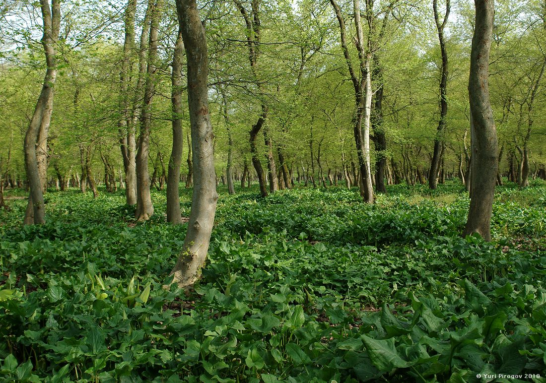 Image of genus Arum specimen.