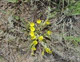 Astragalus alatavicus