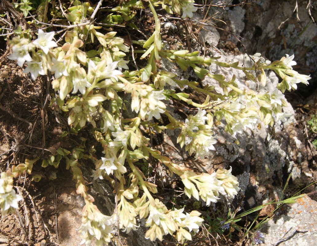 Image of Rosularia sempervivum specimen.