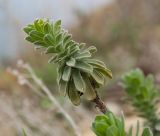 Linum lanuginosum