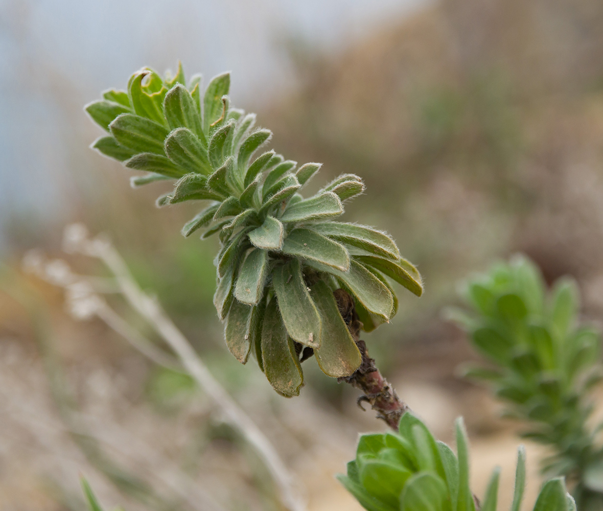 Image of Linum lanuginosum specimen.