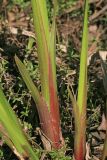 Acorus calamus