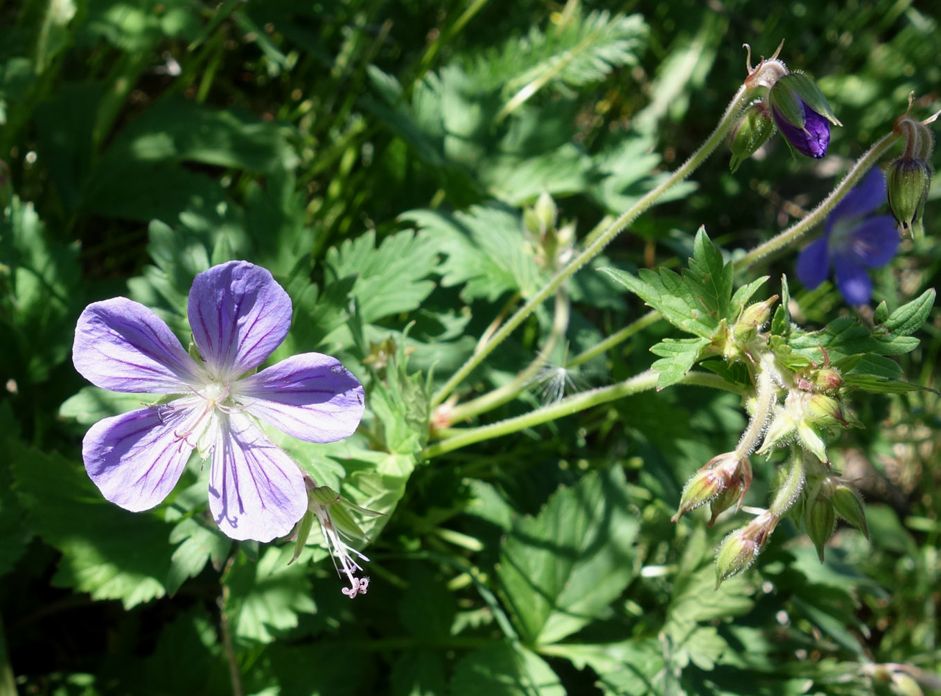 Image of Geranium saxatile specimen.