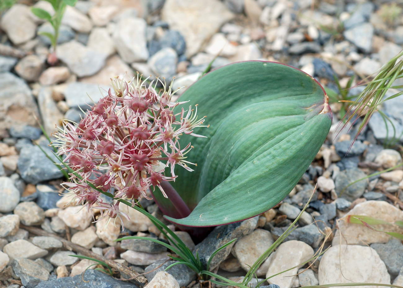 Image of Allium karataviense specimen.