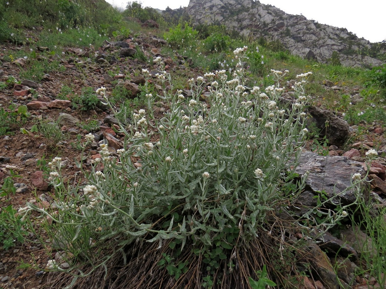 Image of Anaphalis velutina specimen.