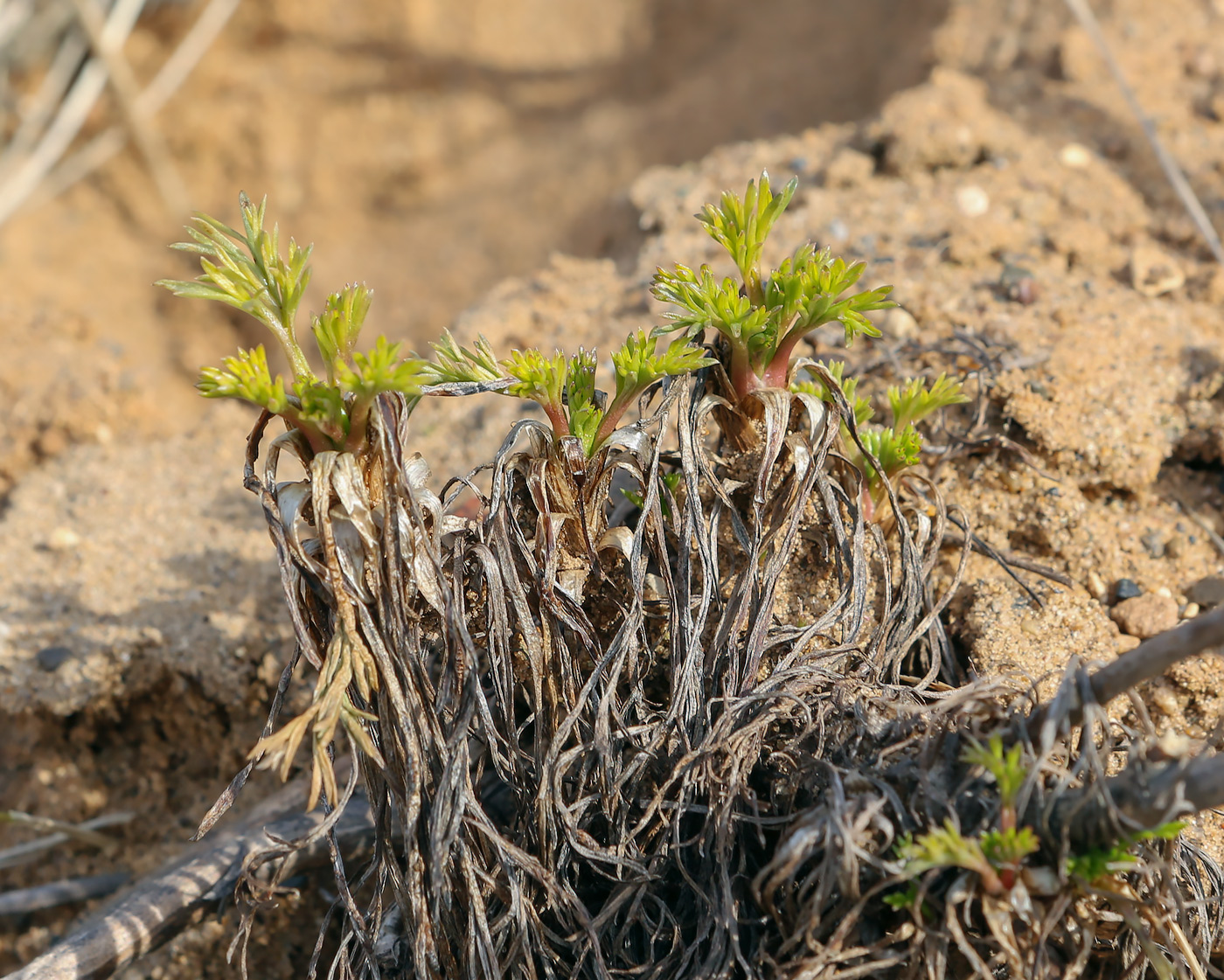 Изображение особи Artemisia campestris.