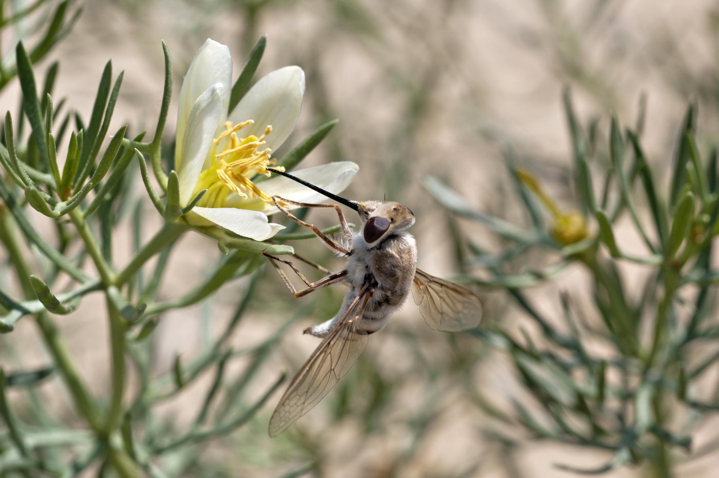 Image of Peganum harmala specimen.