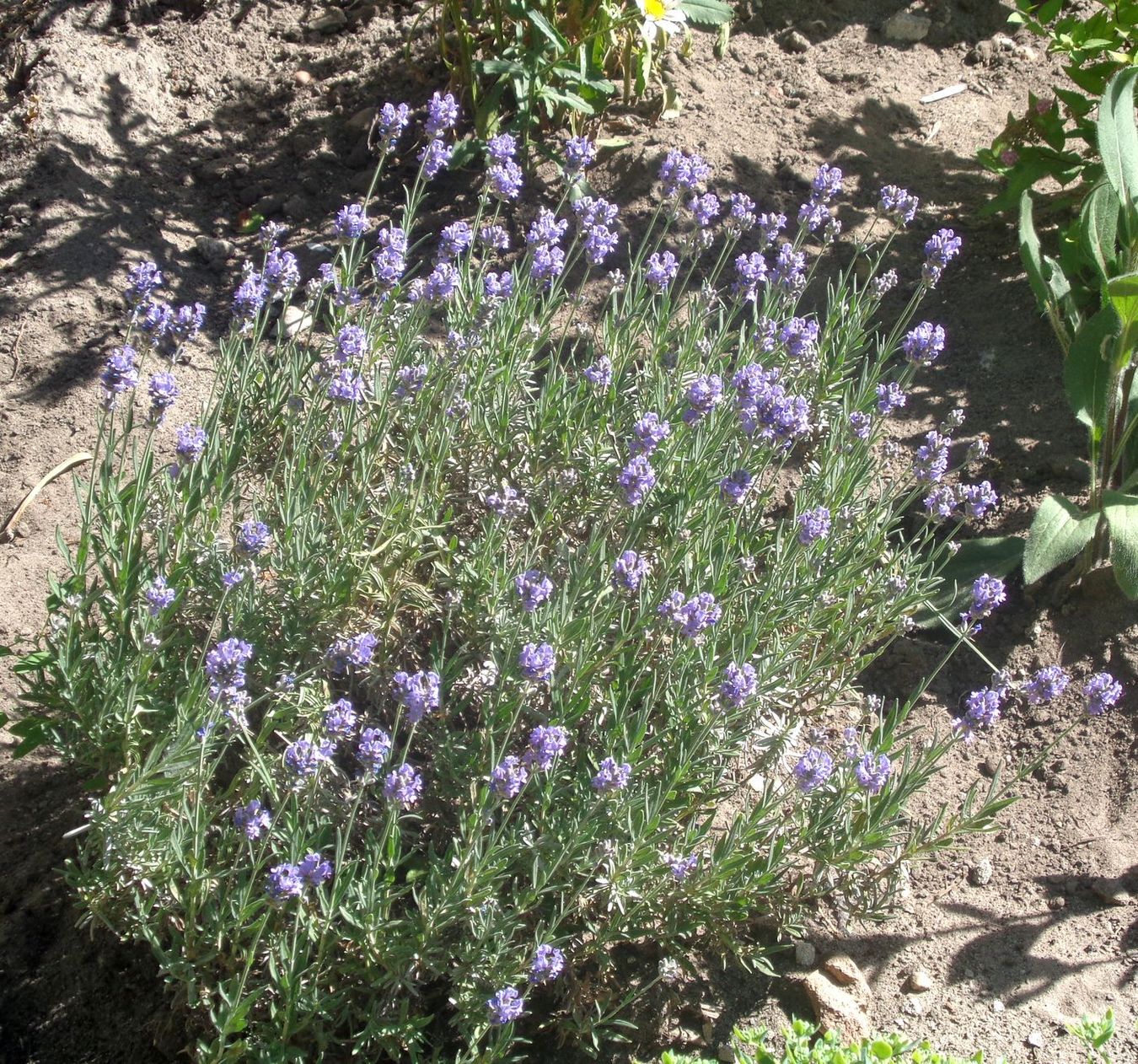 Изображение особи род Lavandula.