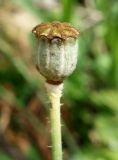 Papaver amurense. Плод. Приморский край, Владивостокский ГО, Ботанический сад. 24.08.2019.