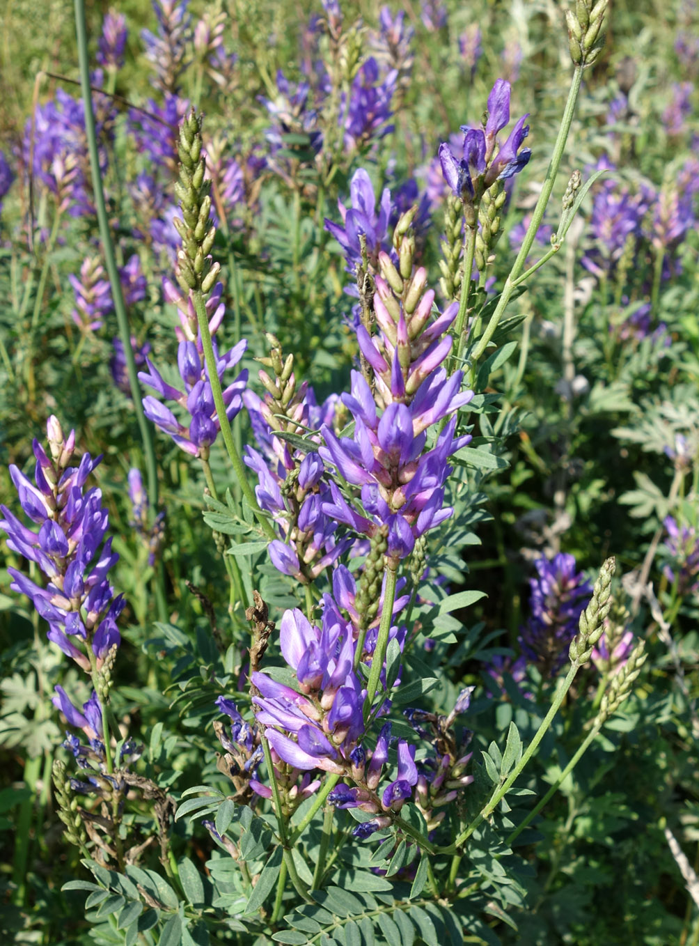 Image of Astragalus adsurgens specimen.