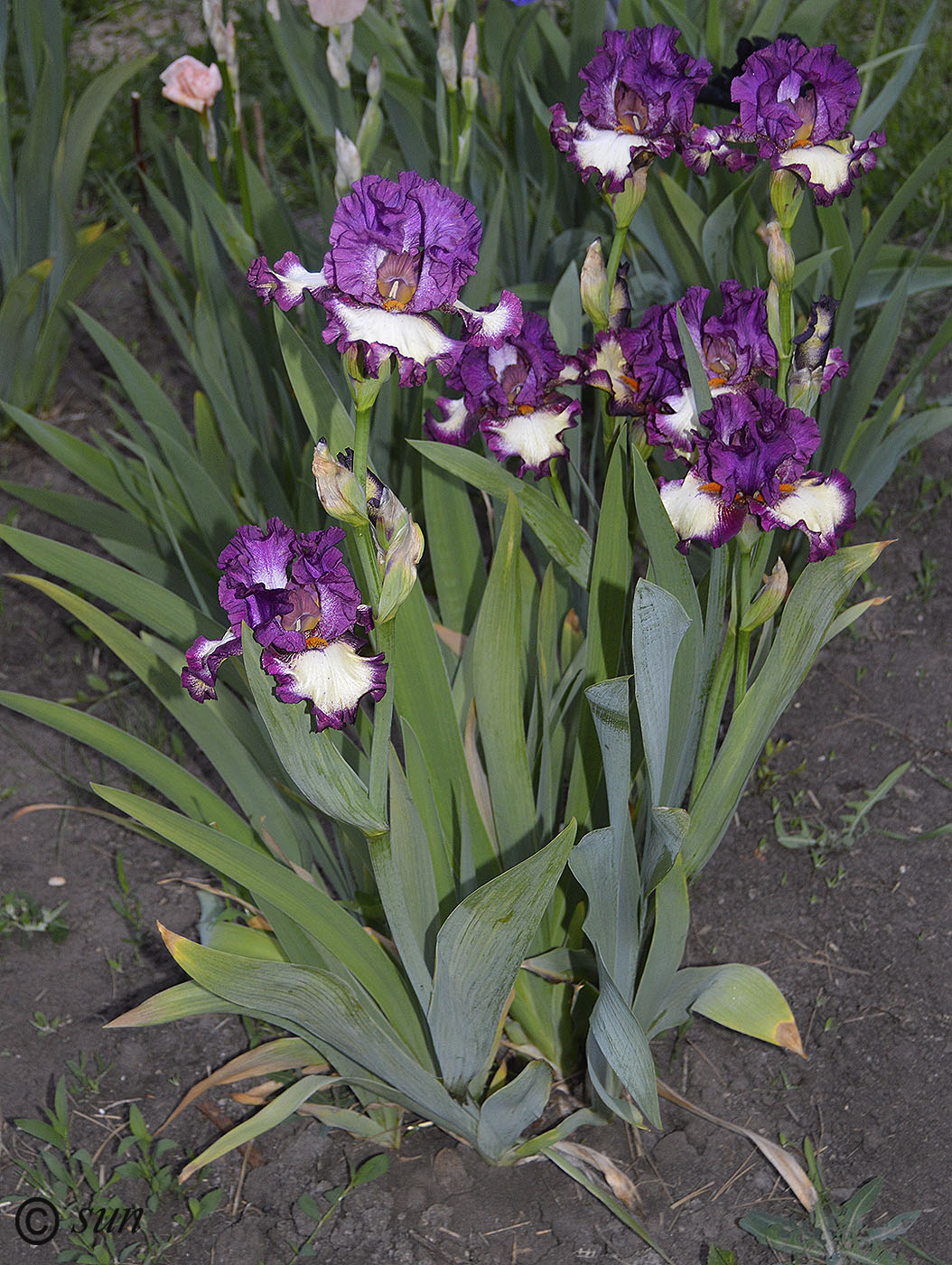 Image of Iris &times; hybrida specimen.