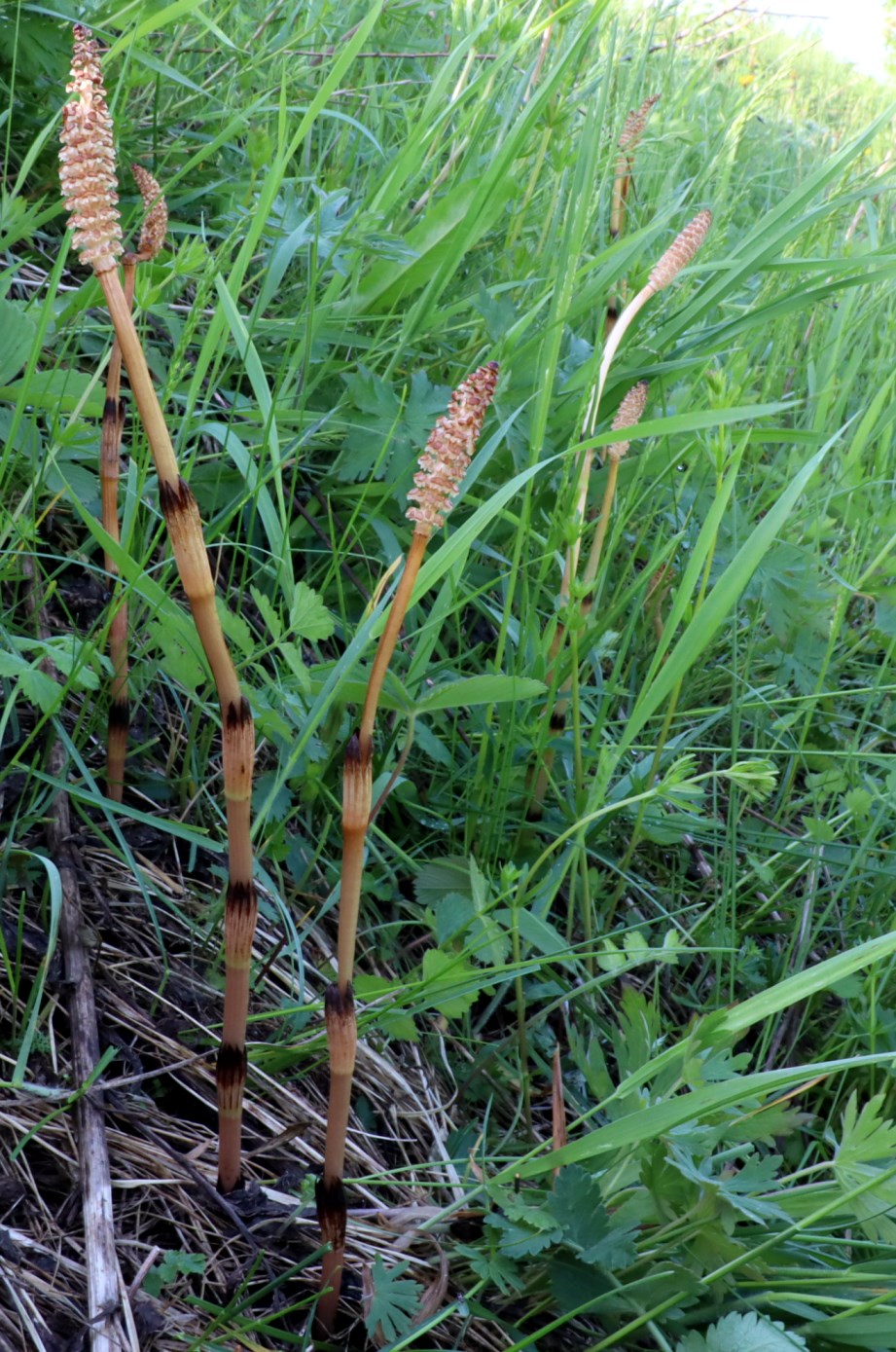 Изображение особи Equisetum arvense.