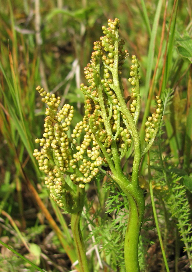 Image of Botrychium multifidum specimen.